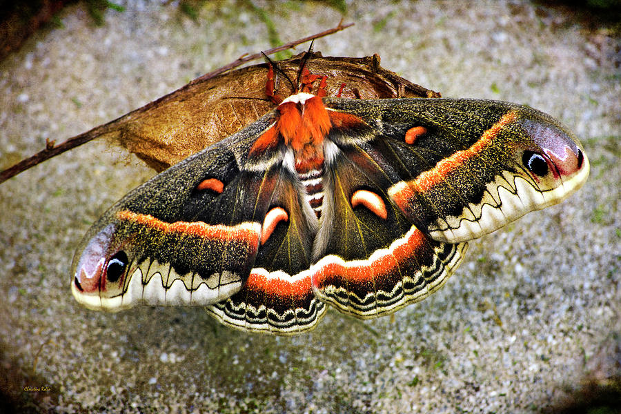 Butterfly Photograph - Hyalophora Cecropia Moth by Christina Rollo