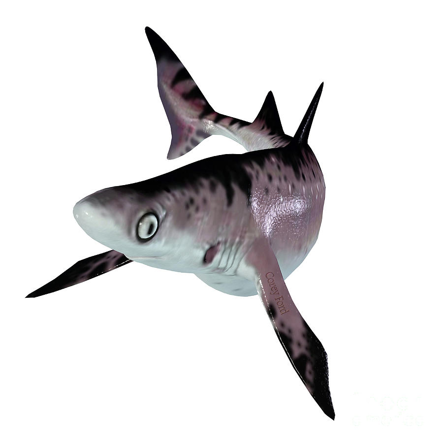 Hybodontiformes Shark Digital Art