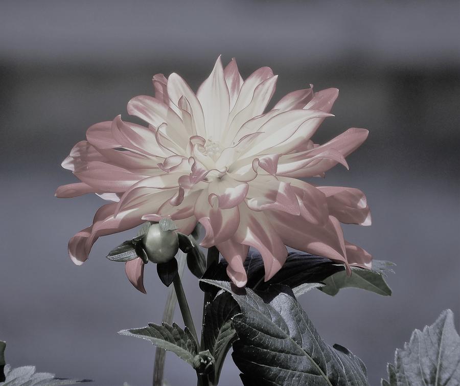 hybrid Dahlia in subdued light Photograph