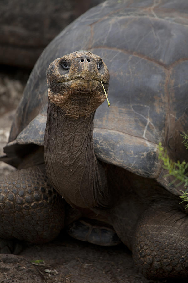 Hybrid Giant Tortoise Photograph by Kim Steele