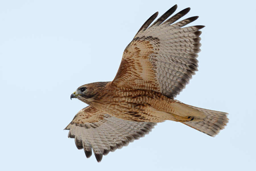 Hybrid Hawk in Flight 1 Photograph by Brian Hale
