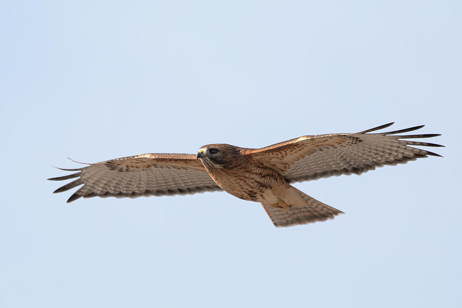 Hybrid Hawk in Flight 2 Photograph by Brian Hale