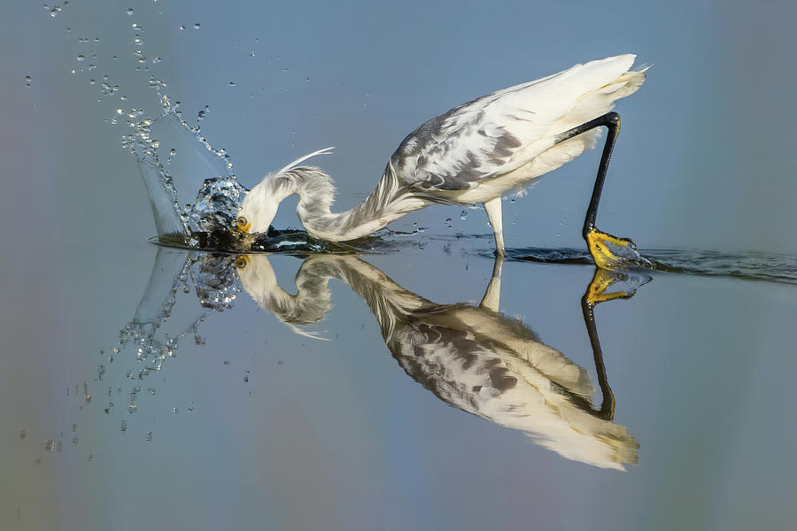Hybrid Heron Striking Photograph by Bradford Martin