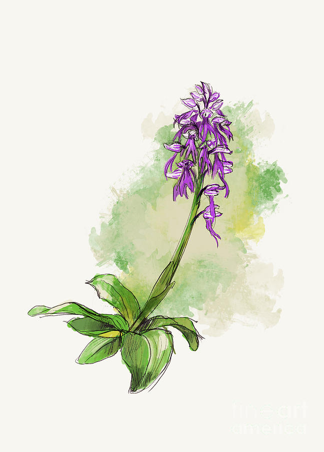 Hybrid orchid, orchis italica x orchis anthropophora, orchis bivonae tod, sketch Photograph by Perry Van Munster