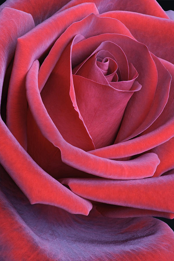 Hybrid rose flower Photograph by Nickkurzenko