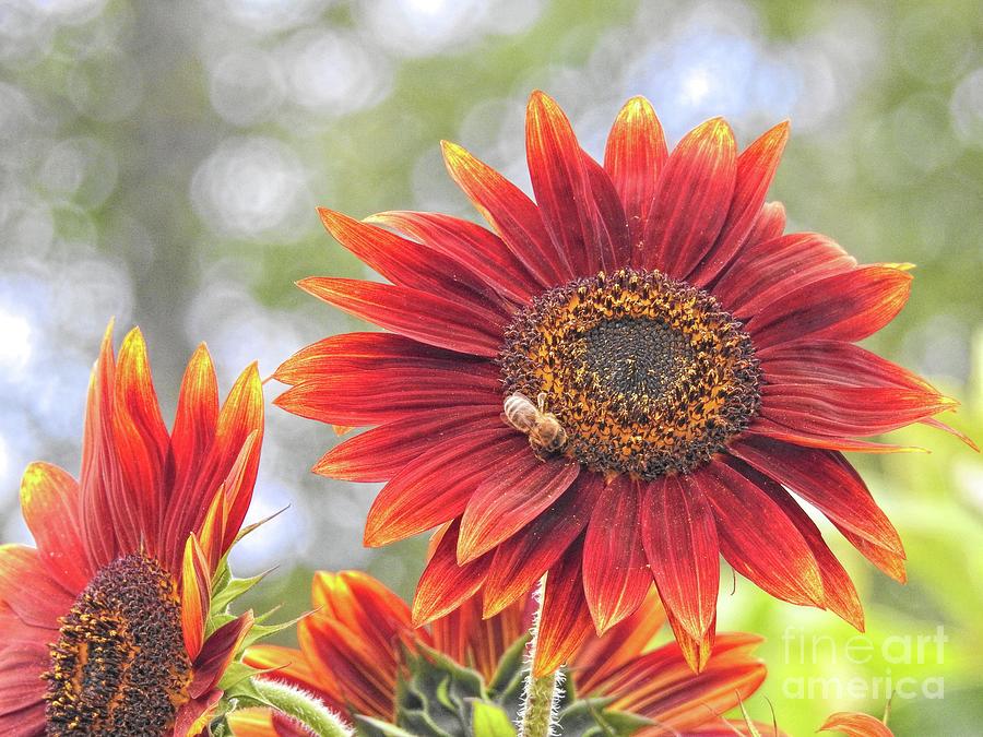 Sunflower Photograph - Hybrid Sunflower by Peggy Hughes