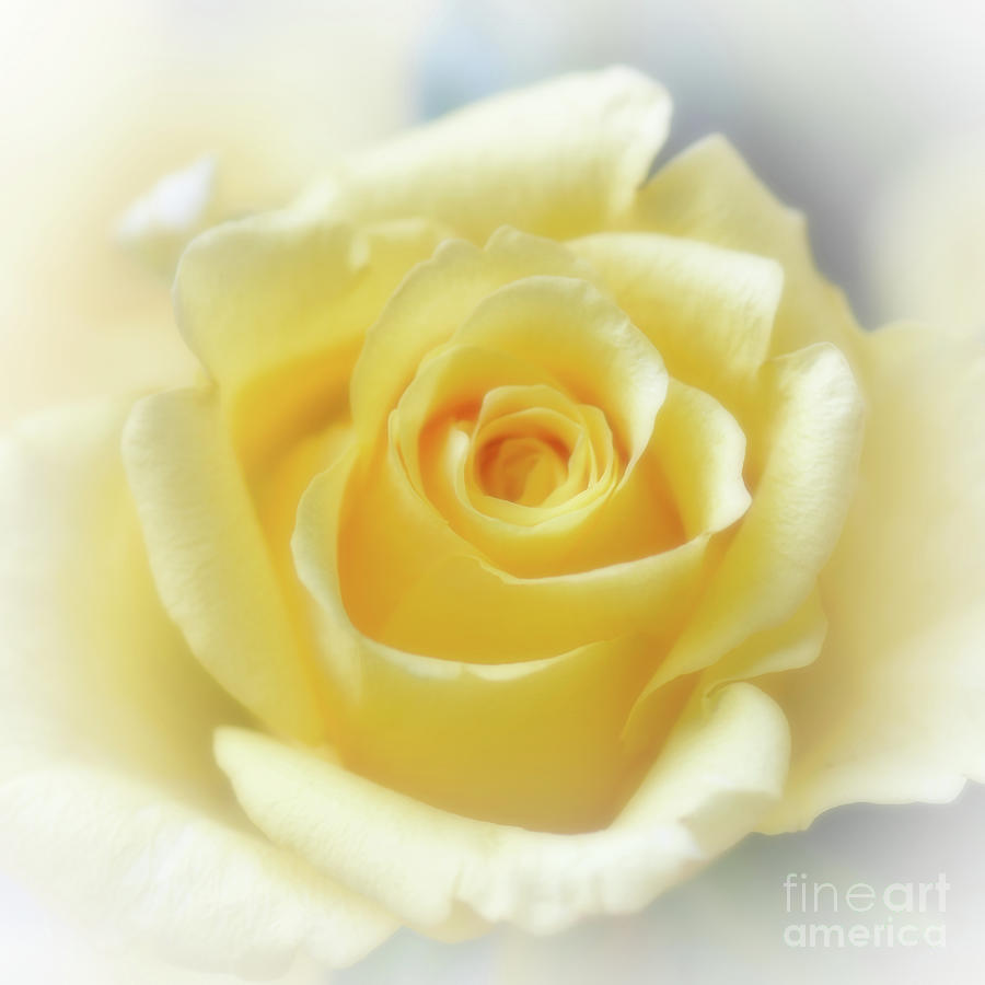 Hybrid Tea Rose - Yellow Photograph by Yvonne Johnstone
