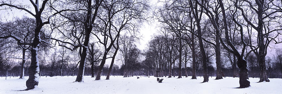 Hyde Park in Winter London Photograph by Sonny Ryse