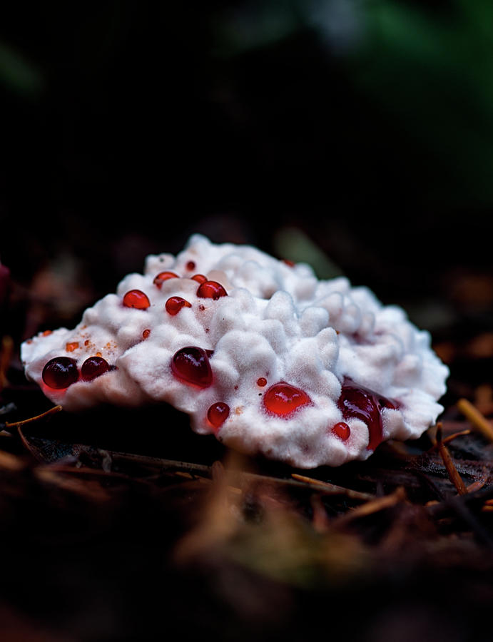 Mushroom Photograph - Hydnellum peckii by Betty Depee