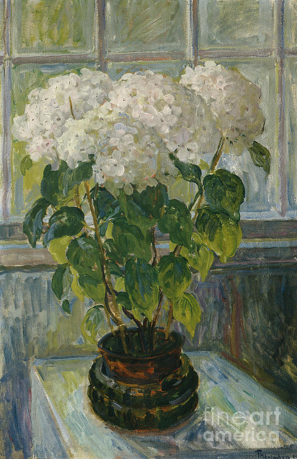 Hydrangea, 1911 Painting by O Vaering by Thorolf Holmboe
