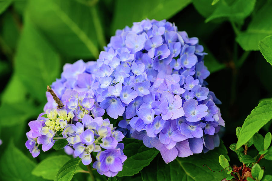 Hydrangea Photograph by Amanda Poffenberger - Fine Art America