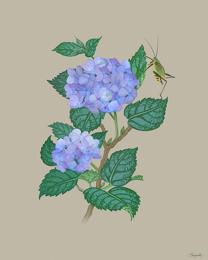 Hydrangea and Grasshopper Digital Art by M Spadecaller