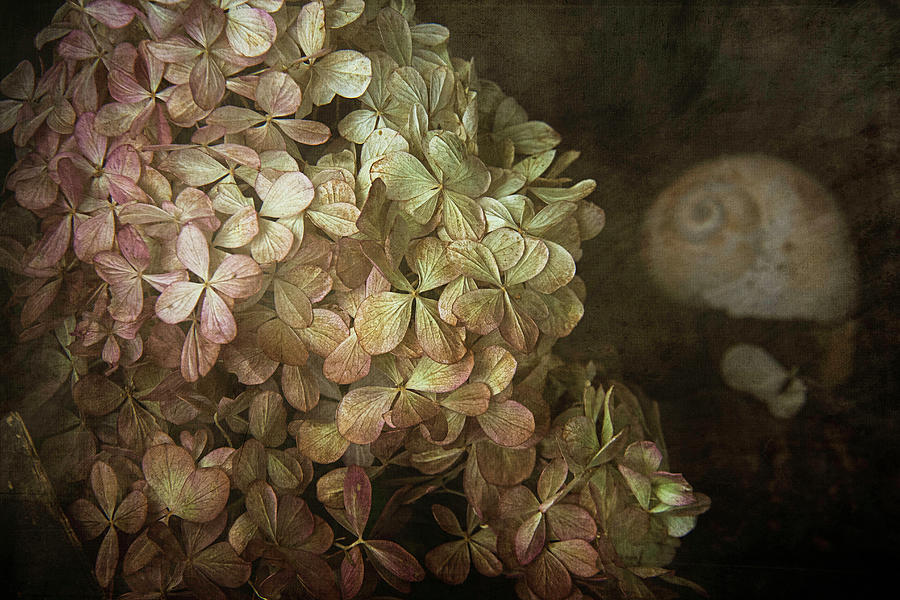Hydrangea And Seashell Photograph by Cindi Ressler