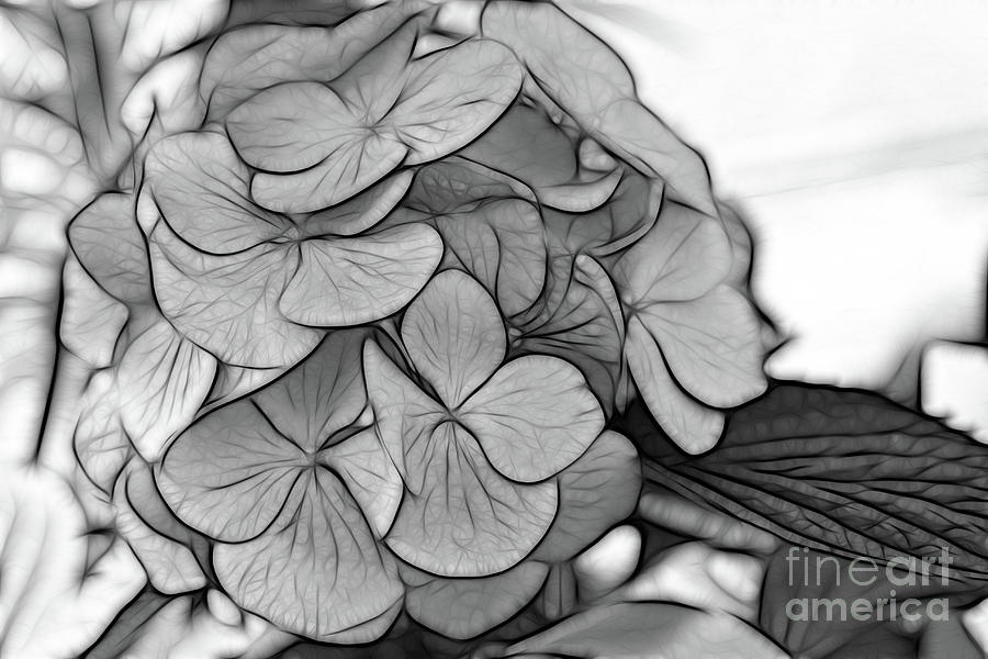 Hydrangea Art in Black and White Digital Art by Jayne Carney
