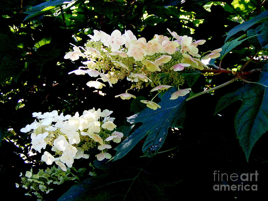 Hydrangea Beauty Photograph by Nancy Kane Chapman