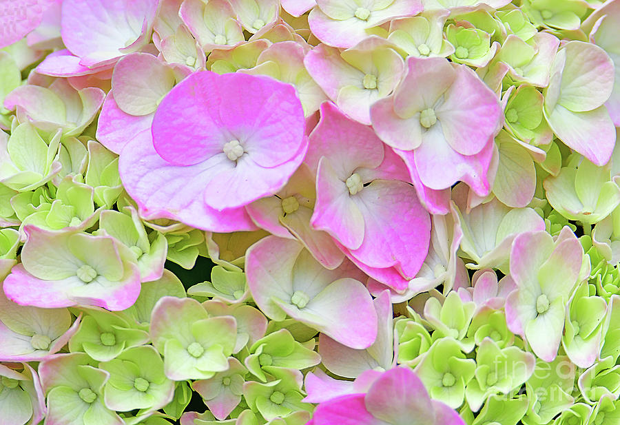 Hydrangea Blossom Pink And  Green Photograph