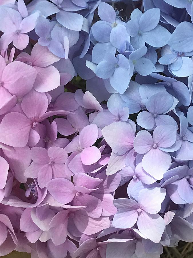 Hydrangea Blossoms Photograph by Emily Conte | Fine Art America