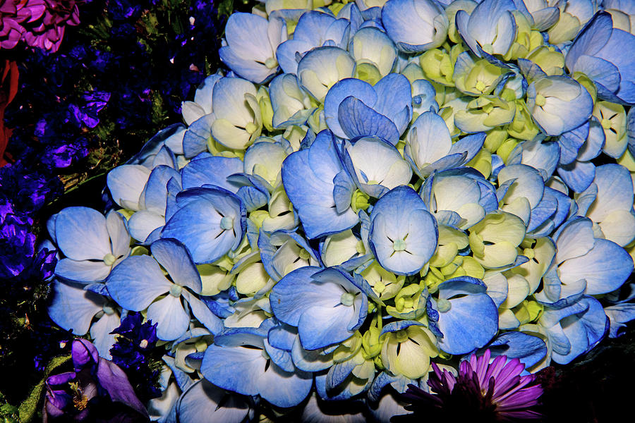 Hydrangea blue and white on black and purple petal background 2 882020 0763 Photograph by David Frederick