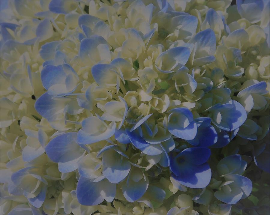 - Hydrangea - blue and white  Photograph by THERESA Nye