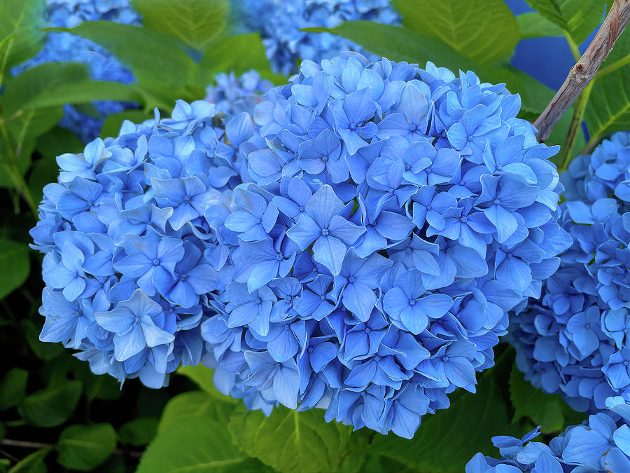 Hydrangea Blue Cluster Photograph by Bill Swartwout
