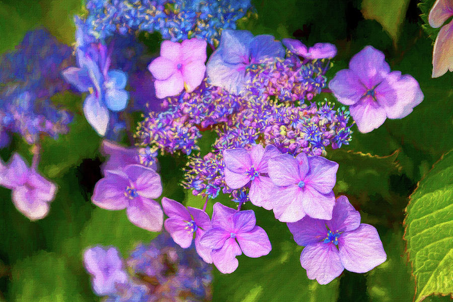 Hydrangea blue-purple flowers Photograph by Tatiana Travelways