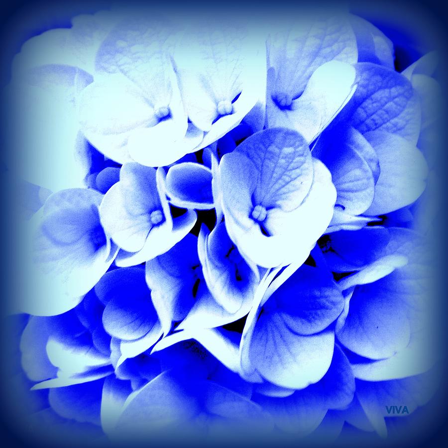 Hydrangea - Blue  Photograph by VIVA Anderson