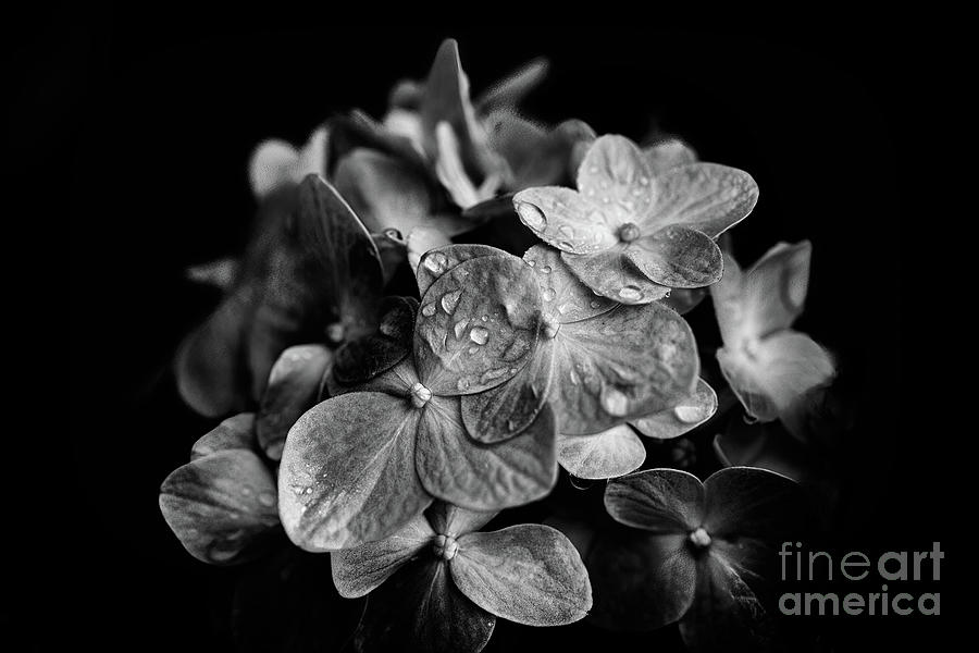 Spring Photograph - Hydrangea - BW by Scott Pellegrin