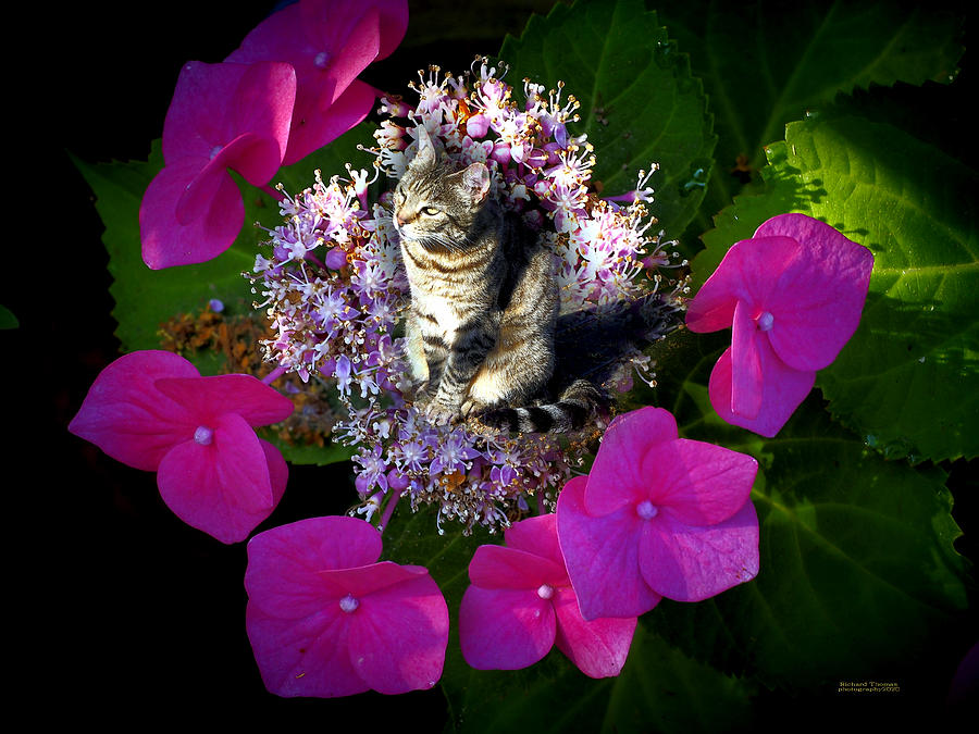 Hydrangea Cat Photograph by Richard Thomas