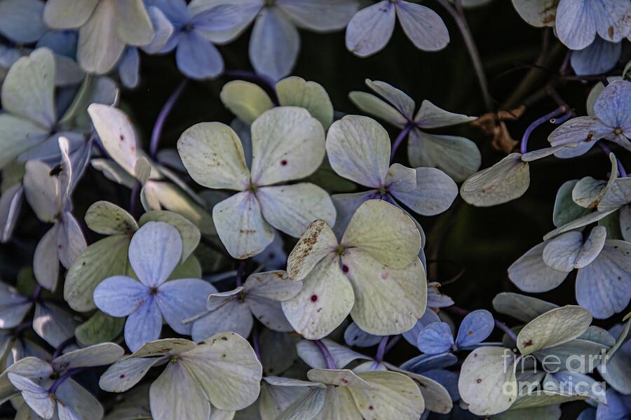 Flower Photograph - Hydrangea Closeup by HG Photo