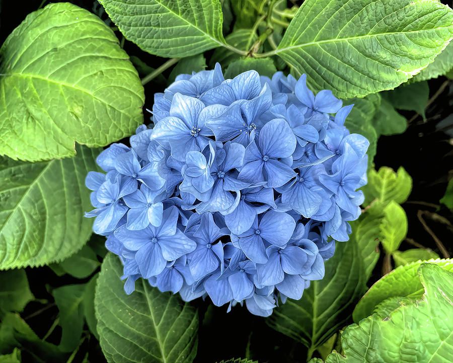 Hydrangea Detailed Blue Snowball Photograph by Bill Swartwout