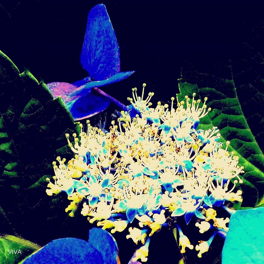 Hydrangea Dreaming  - Abstract Photograph by VIVA Anderson