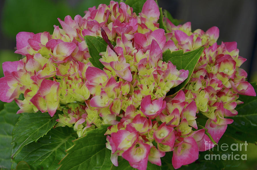 Hydrangea First Spring Bloom Photograph by Debby Pueschel