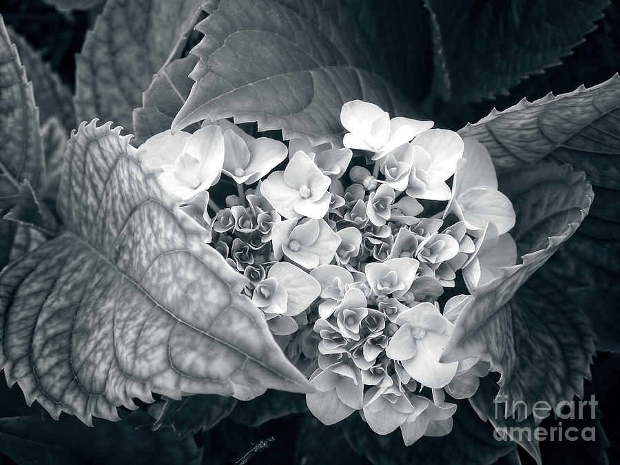 Hydrangea Flower - Black and White Photograph by Ella Kaye Dickey