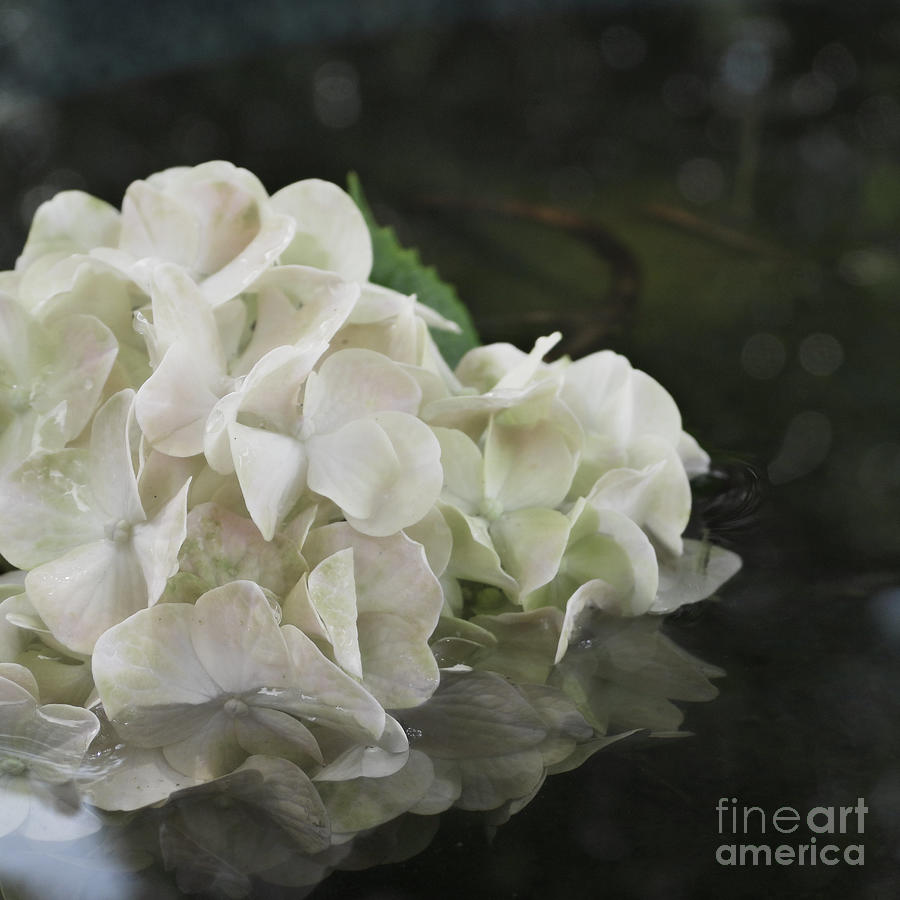 Hydrangea Flower Photograph by Ella Kaye Dickey