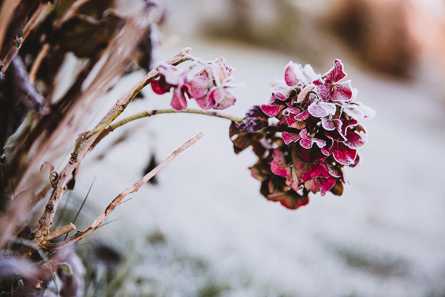 Hydrangea flower head pink colored covered with ice crystals. Frosty garden in the morning. Photograph by Natalia Ruedisueli