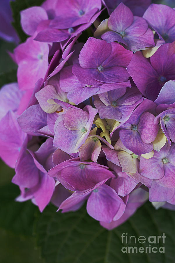 Hydrangea Flower Pinks Photograph by Joy Watson