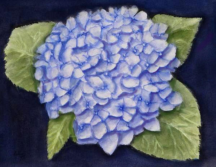 Hydrangea Flower with Blue Background Painting by Kelly Mills