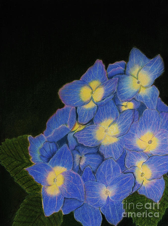 Hydrangea Flowers Painting by Dorothy Lee