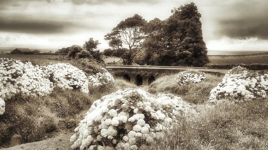 Hydrangea Flowers in Azores Creeks Photograph by Marco Sales - Fine Art ...