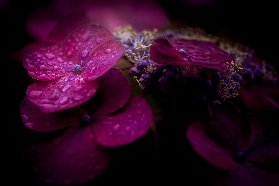 Hydrangea flowers in rain Photograph by Masahiro Noguchi