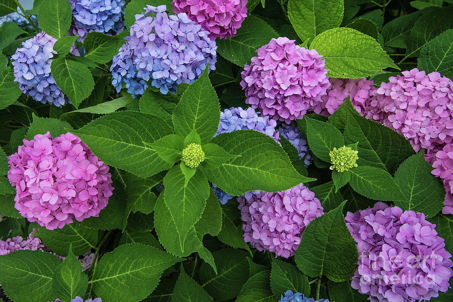 Hydrangea Flowers in Summer - Indiana Photograph by Gary Whitton
