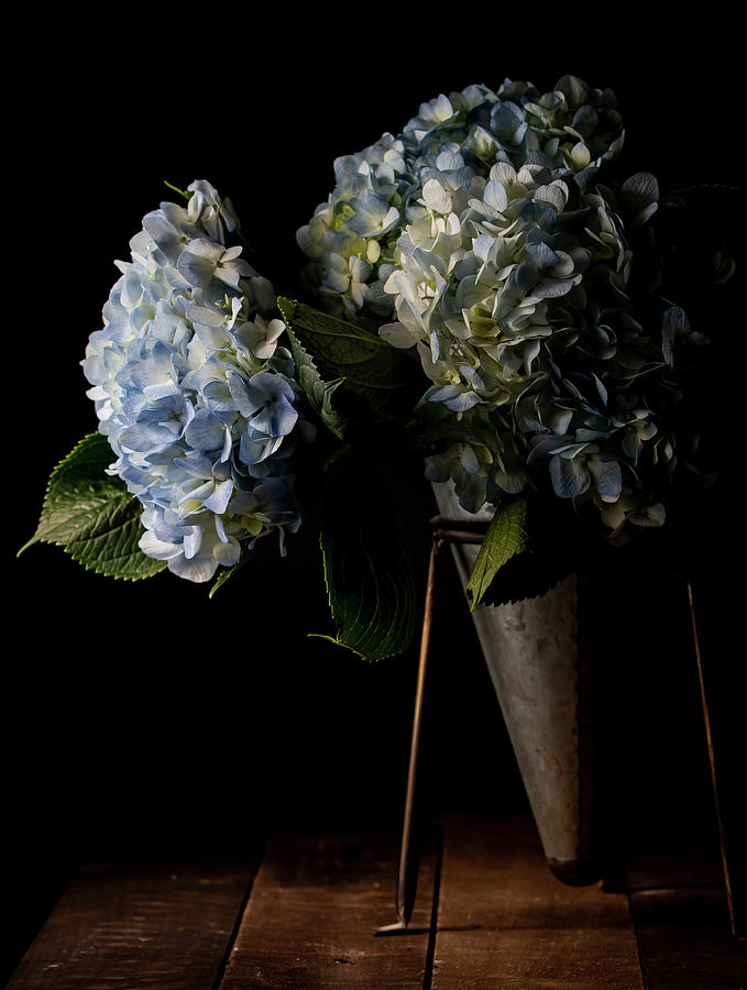 Hydrangea Photograph by Holly Ross