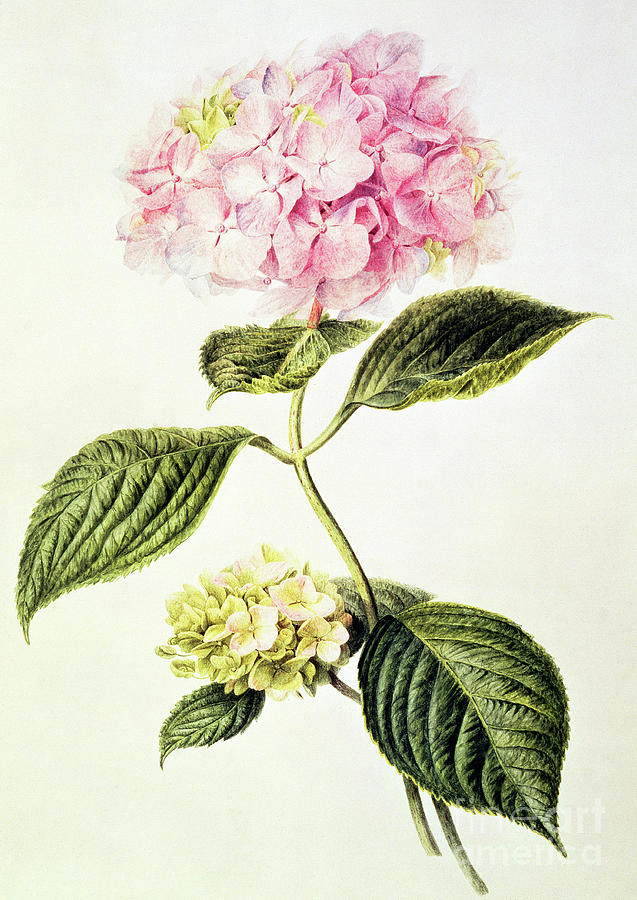 Hydrangea hortensia by Bloemers Painting by Arnoldus Bloemers