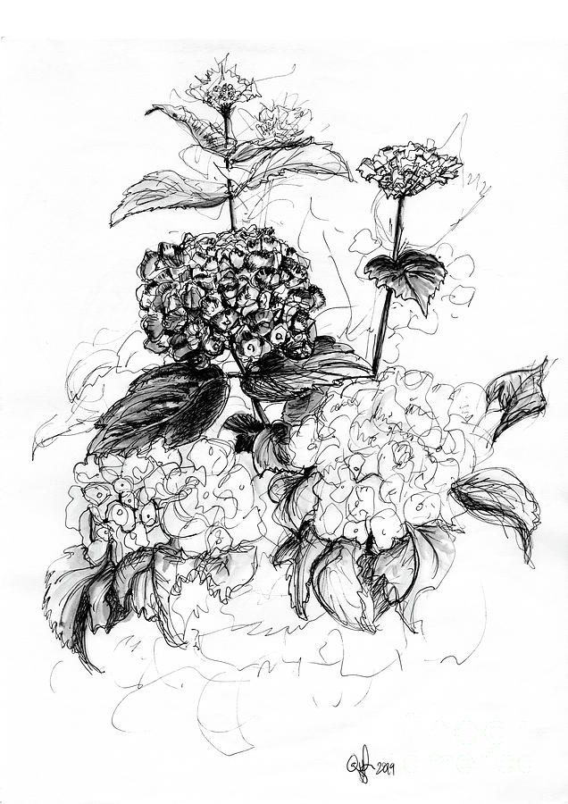 Hydrangea Sketch, Original Sketch, Pen and Ink Sketch, Black and White,  Hydrangea Flower, Hydrangea Art, Flower Drawing, Flower Artwork 