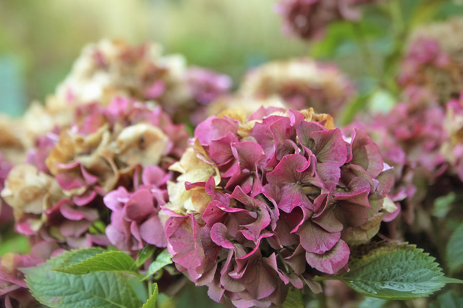 Hydrangea in Autumn Photograph by Maria Meester