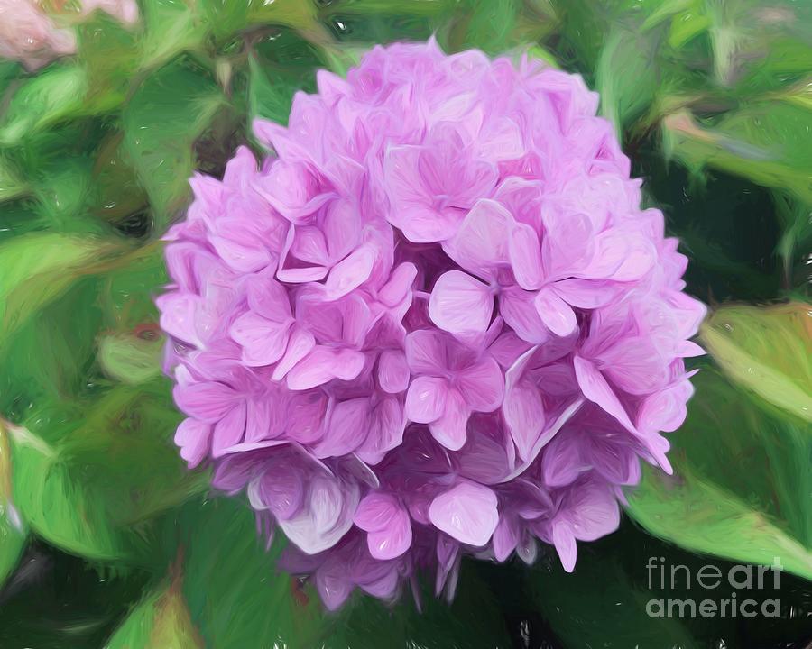 Hydrangea in Bloom Photograph by Luther Fine Art