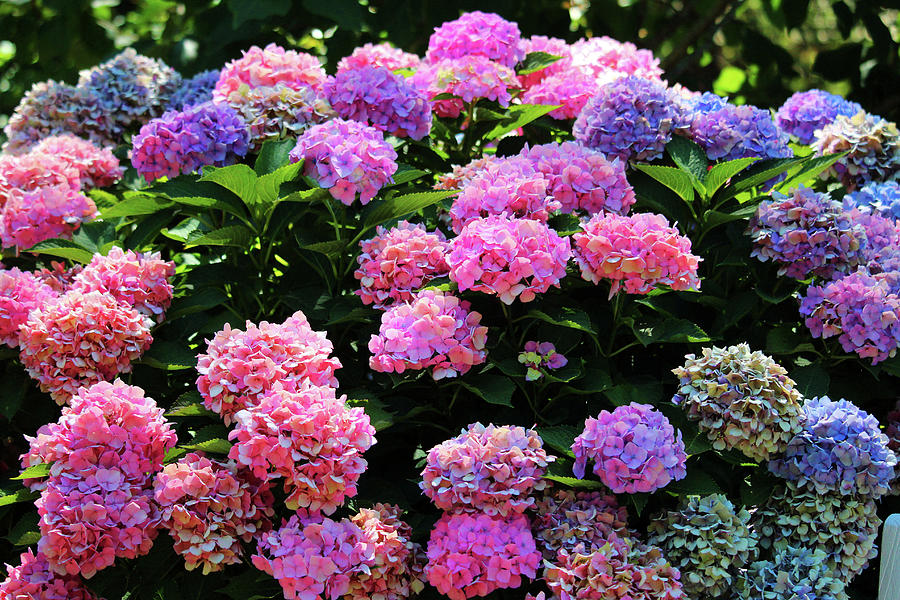 Hydrangea In Color Photograph by Cynthia Guinn