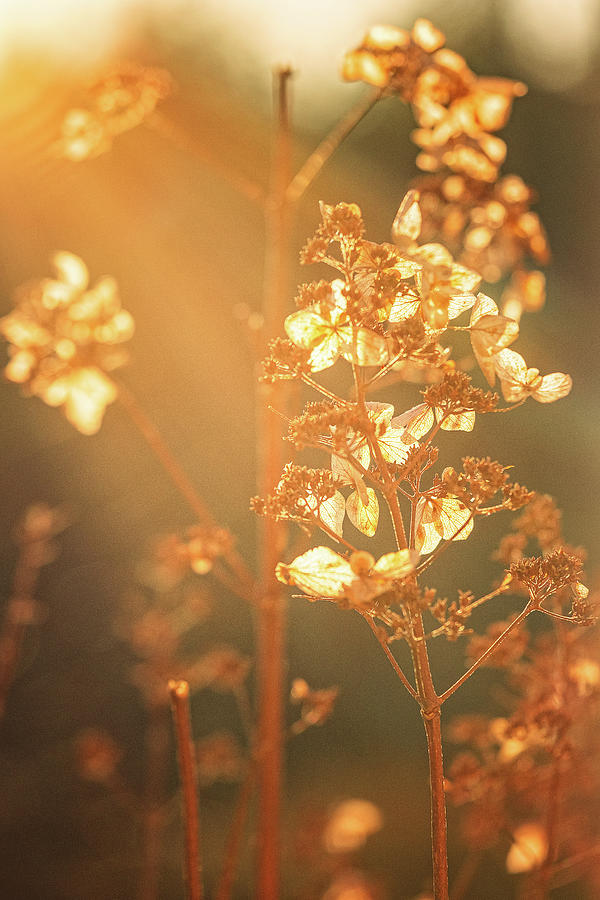 Hydrangea In Golden Light.  Photograph by Jeff Sinon