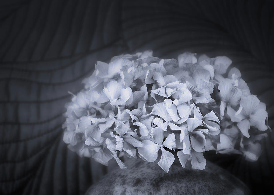 Hydrangea In Gray Photograph