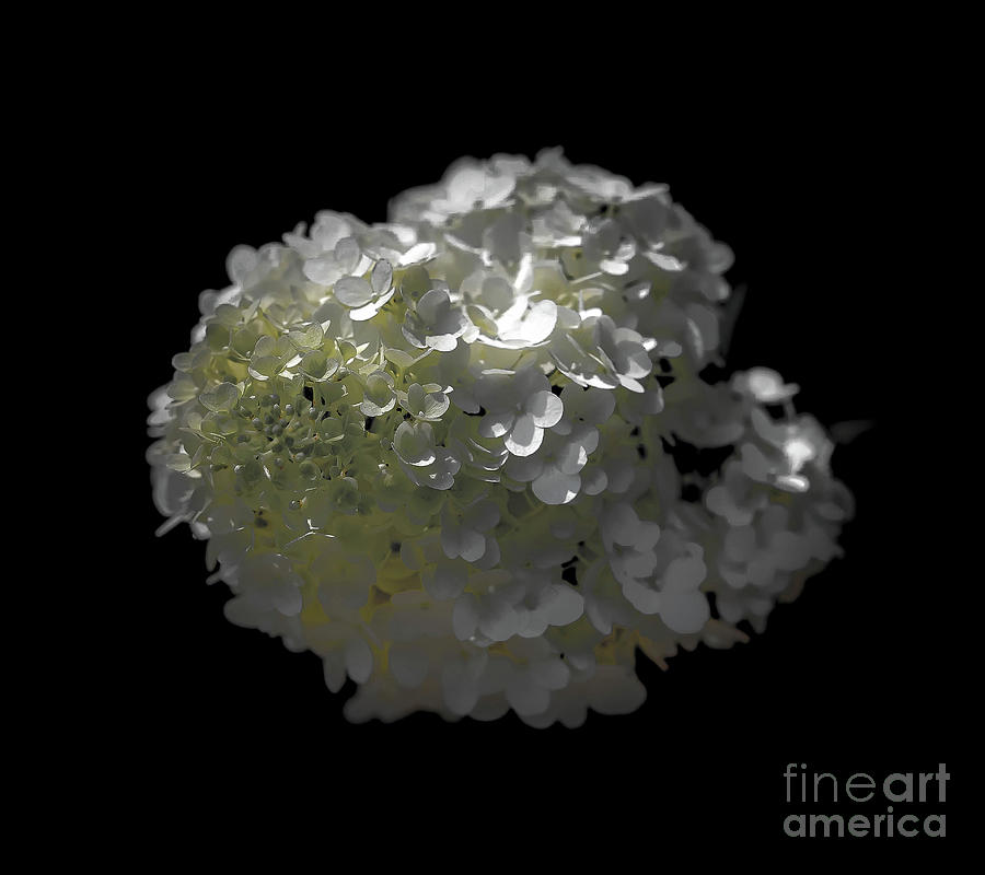 Hydrangea in Light Photograph by Veronica Batterson